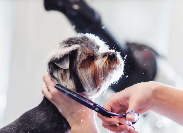 The Dirty Dog Grooming Salon | Pet Groomers | Rehoboth Beach
