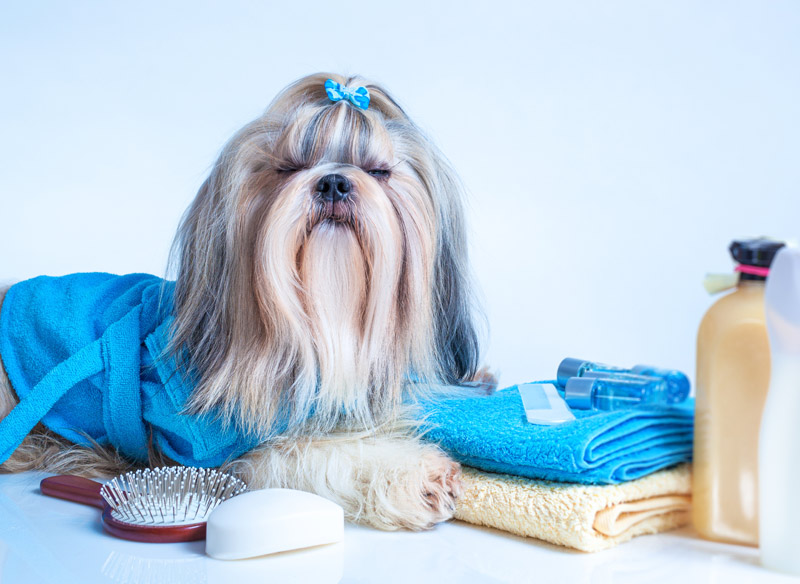 The Dirty Dog Grooming Salon | Pet Groomers | Rehoboth Beach